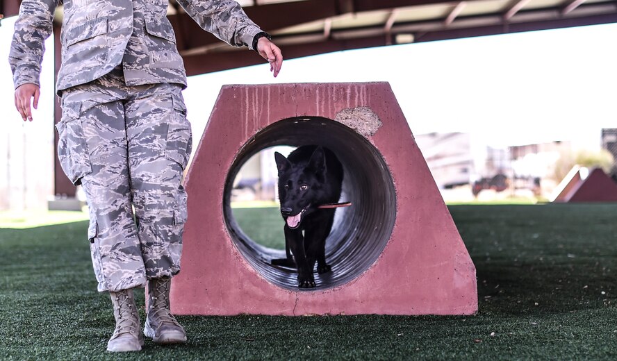 Airman 1st Class Hannah Gola, 49th Security Forces Squadron military working dog handler runs her dog through the obstacles Feb. 17 at Holloman Air Force Base N.M. The dogs spend the day with their handlers practicing basic obedience as well as more advanced skills, such as how to attack and how to sniff for specific substances. The handlers are also responsible for all the care and maintenance of the dogs, playing with them, feeding them and cleaning the kennels.  (U.S. Air Force photo/Staff Sgt. Stacy Moless)
