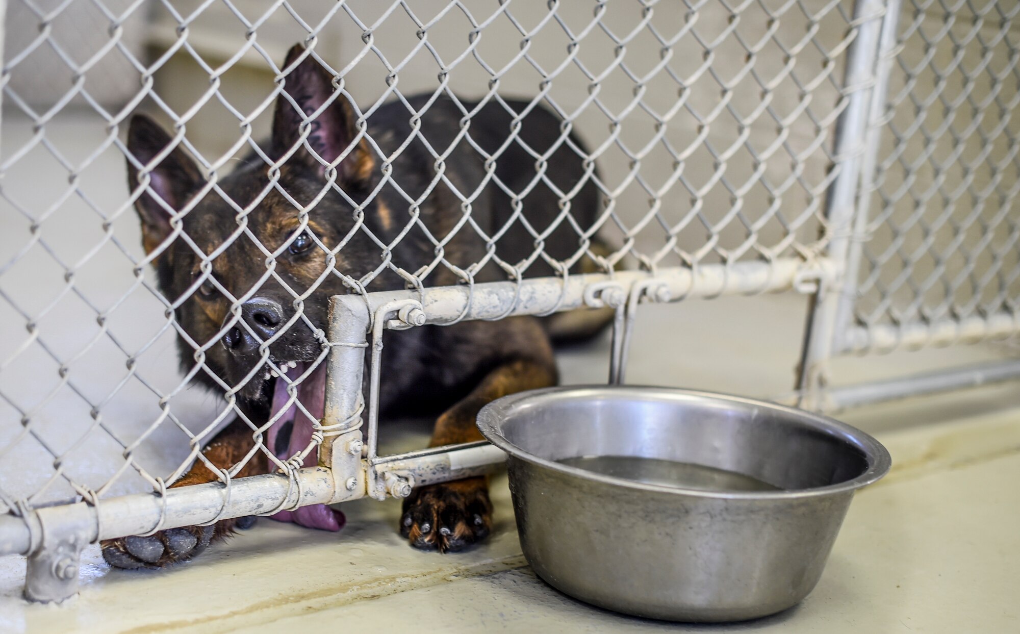 A 49th Security Forces Squadron military working dog waits to be let outside for a comfort break Feb. 17 at Holloman Air Force Base N.M. The dogs spend the day with their handlers practicing basic obedience as well as more advanced skills, such as how to attack and how to sniff for specific substances. The handlers are also responsible for all the care and maintenance of the dogs, playing with them, feeding them and cleaning the kennels.  (U.S. Air Force photo/Staff Sgt. Stacy Moless)