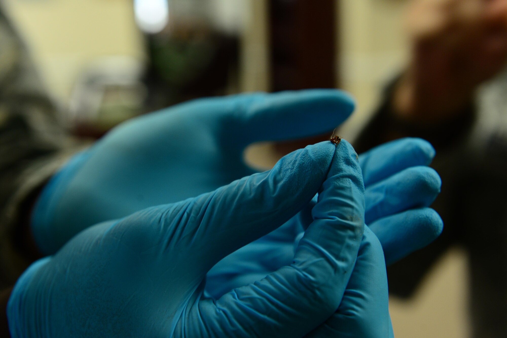 Airman 1st Class Maurice Clark, 2nd Civil Engineer Squadron pest management apprentice, checks for confirmation of the species of ant found behind a window at a building on Barksdale Air Force Base, La., Feb. 12, 2016. The species was confirmed to be a fire ant which can be deadly to someone with an ant allergy. (U.S. Air Force Photo/Airman 1st Class Luke Hill)