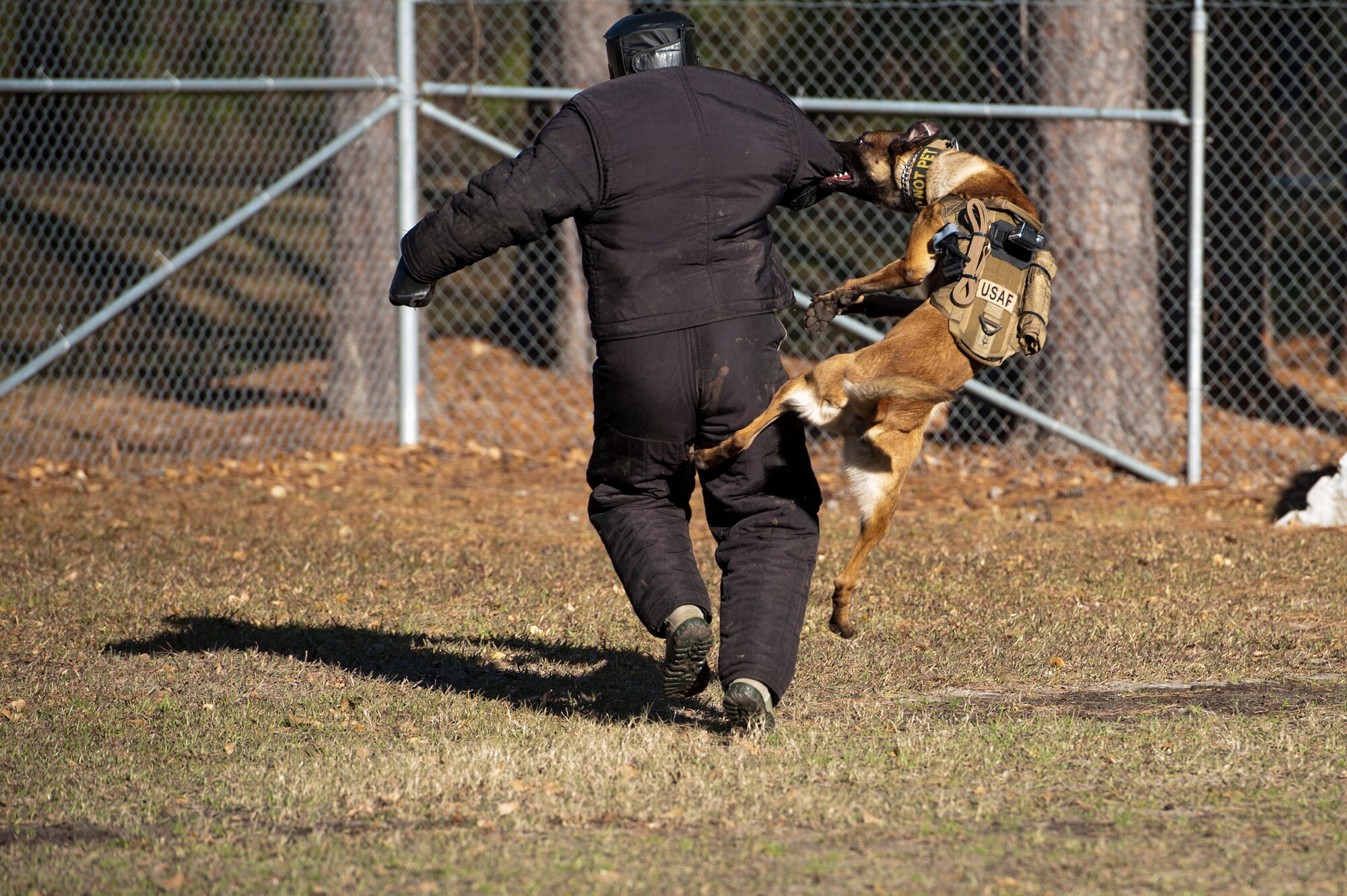U.S. Air Force Military Working Dog Ttoby, 23d Security Forces Squadron, takes down Capt. Trevor Millette, 23d Wing executive officer, during a capabilities demonstration, Feb. 17, 2016, at Moody Air Force Base, Ga. MWD’s are trained to bite different parts of a suspect’s body but will mostly attack a person’s arm in order to bring them down. (U.S. Air Force photo by Airman 1st Class Lauren M. Johnson/Released)