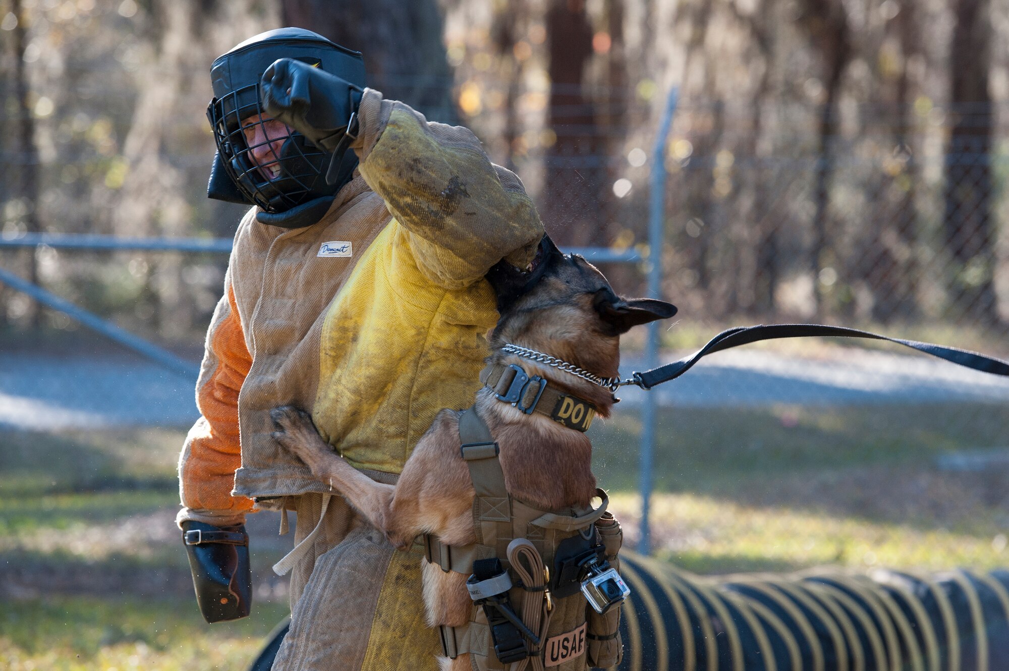 U.S. Air Force Military Working Dog Ttoby, 23d Security Forces Squadron, bites Col. Thomas Kunkel, 23d Wing Commander, Feb. 17, 2016, at Moody Air Force Base, Ga. Kunkel, as well as other base leadership, visited the 23d SFS to view and participate in a military working dog capabilities demonstration. (U.S. Air Force photo by Airman 1st Class Lauren M. Johnson/Released)