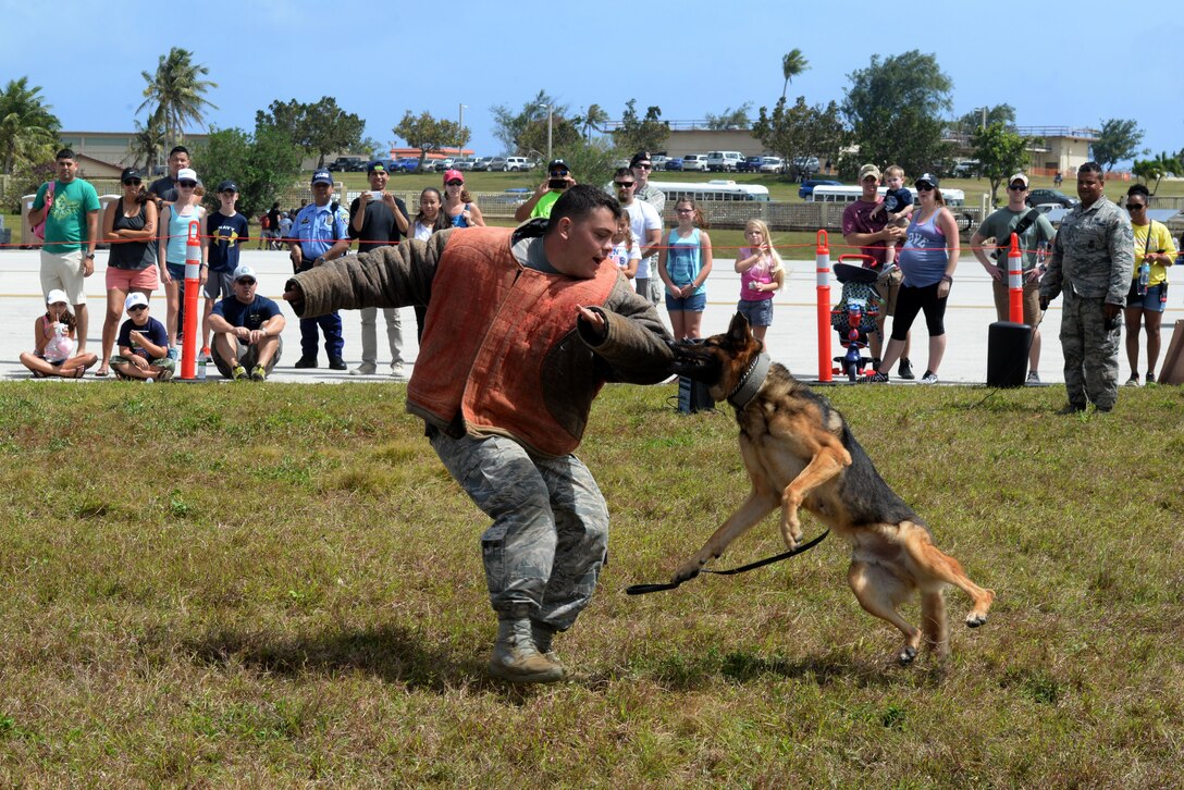 A military working dog team from the 36th Security Forces Squadron demonstrates patrol training Feb. 20 at the 2016 Pacific Air Partners Open House at Andersen Air Force Base, Guam. For the open house, the 36th SFS military working dog unit performed multiple training scenarios in front of the crowds.(U.S. Air Force Photo/Airman 1st Class Alexa Ann Henderson)