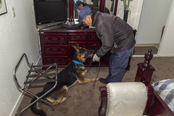 Police Lt. Muneyuki Hirao, a police dog trainer at Hiroshima Prefectural Police Headquarters, and his K-9 search for hidden explosives during a joint training exercise at Marine Corps Air Station Iwakuni, Japan, Feb. 17, 2016. K-9’s are trained on scent boxes in order to get them familiar with the different scents of various explosives. The location and types of training are changed each time to broaden the capabilities of the dogs as well as the handlers.