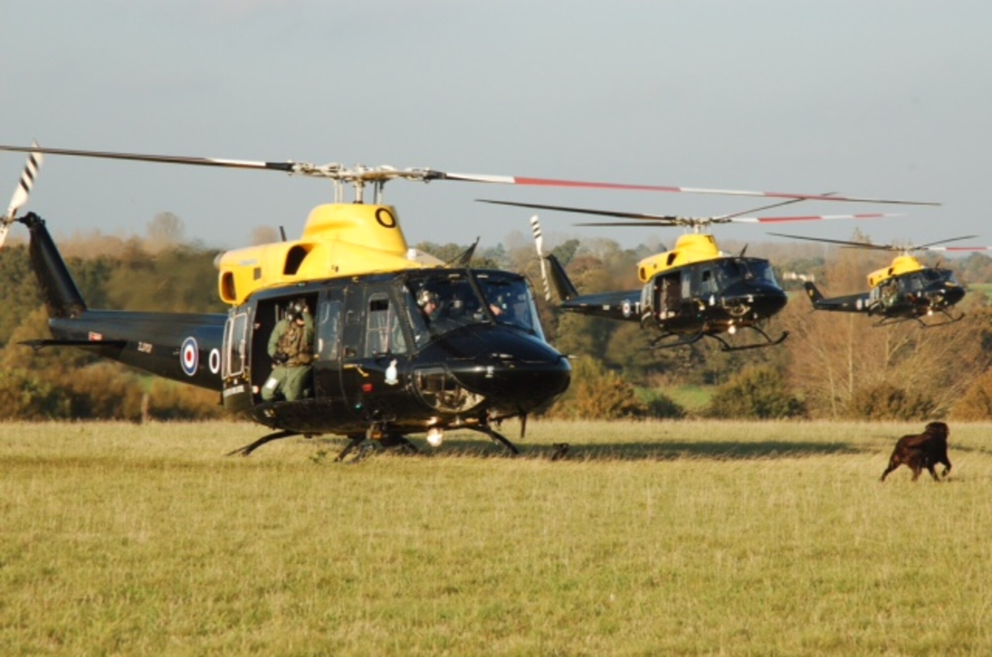 Three Royal Air Force Griffin HT1 helicopters,and Roland, a Labrador Retriever belonging to Andrew Aves, land owner, participate in a training exercise near Hinderclay, England. Mr. Aves invites military bases around Europe, including  U.S. personnel assigned to Royal Air Force bases, to use his land for training exercises year-round. (Courtesy photo)