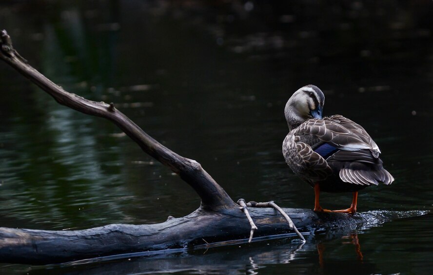 A Mottled duck cleans himself off on a pond within the Shinjuku Gyoen National Garden, Shinjuku, Japan, Feb. 17, 2016. There are four ponds throughout the park that ducks and other aquatic life call home. (U.S. Air Force photo by Senior Airman David Owsianka/Released)