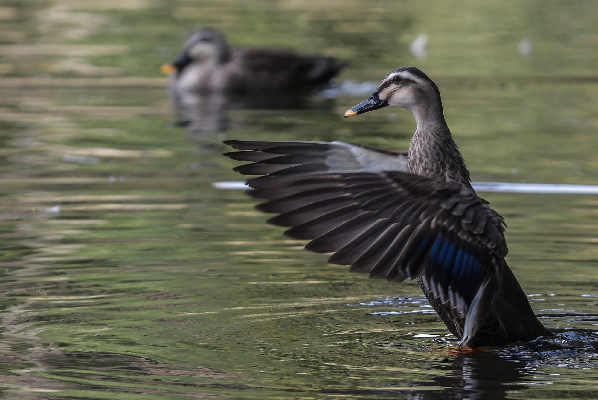 A Mottled duck flaps its wings in a pond within the Shinjuku Gyoen National Garden, Shinjuku, Japan, Feb. 17, 2016. There are four ponds throughout the park that ducks and other aquatic life call home. (U.S. Air Force photo by Senior Airman David Owsianka/Released)