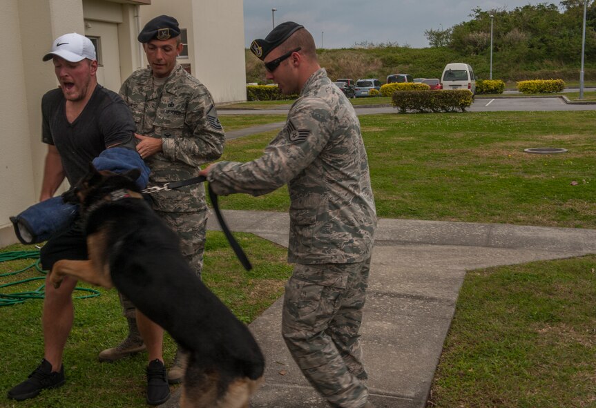 Military working dog handlers from the 18th Security Forces Squadron demonstrate the capabilities of a military working dog to Pat McAfee, punter for the Indianapolis Colts, Feb. 19, 2016, at Kadena Air Base, Japan. Members of the Indianapolis Colts toured Kadena to meet with Airmen stationed here and to boost morale. (U.S. Air Force photo by Airman 1st Class Nick Emerick)