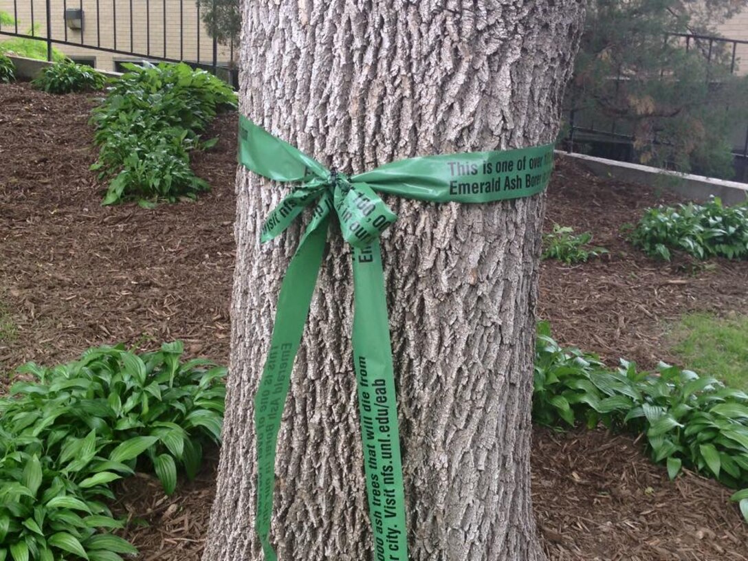 A tree near downtown Omaha is marked to help educate the public about the threat to local trees from the Emerald Ash Borer. Ash trees that would have to be removed if affected by the beetle were marked with the green ribbons. The ribbons say "This is one of over 100,000 ash trees that will die from Emerald Ash Borer in our city. Visit nfs.unl.edu/eab Please learn more about how to prevent the destructive insect from destroying trees.