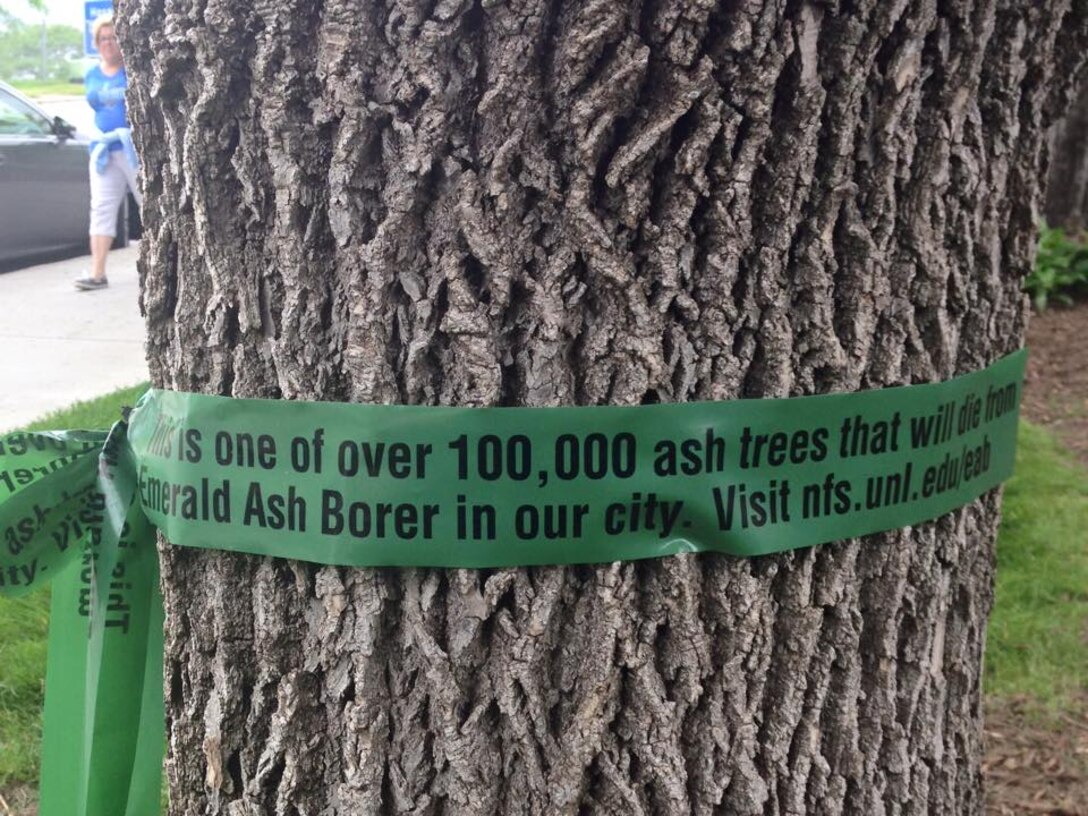 More than 100,000 trees in the Omaha area could potentially be affected if infested by invasive Emerald Ash Borer. The ribbons, placed through a program at the Univeristy of Nebraska Lincoln are aimed at informing the public about the threat of invasive species such as the Emerald Ash Borer. The ribbons say "This is one of over 100,000 ash trees that will die from Emerald Ash Borer in our city. Visit nfs.unl.edu/eab Please learn more about how to prevent the destructive insect from destroying trees.