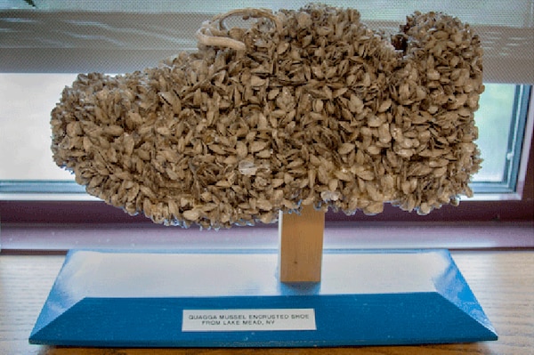This tennis shoe, covered with zebra mussel shells, was found near Lake Meade, Nevada. The invasive zebra mussel reproduces rapidly attaching to boat propellers and infrastructure such as dams and hydropower plants causing considerable damage. In her five-year lifetime, a single quagga or zebra mussel will produce about five million eggs, 100,000 of which reach adulthood.