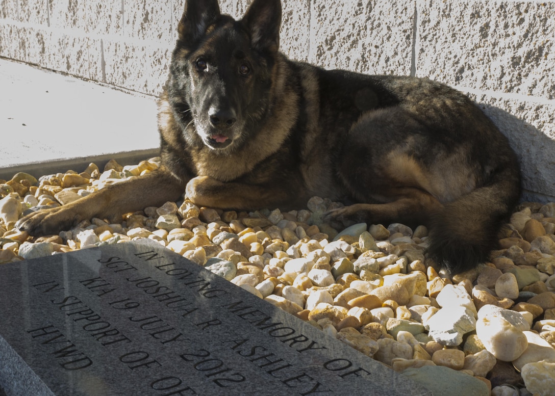 Military Working Dog Sirius sits near the memorial stone of his former handler, Sgt. Joshua Ashley, outside of 2nd Law Enforcement Battalion’s Ashley Kennels at Camp Lejeune, N.C., Feb. 25, 2016, shortly after his retirement ceremony and adoption. Sirius’ former handler, Sgt. Joshua Ashley, was killed while on patrol in 2012 in support of Operation Enduring Freedom. Ashley’s family adopted Sirius, in keeping with the fallen Marine’s wishes. (U.S. Marine Corps Photo by Cpl. Michelle Reif/Released.)