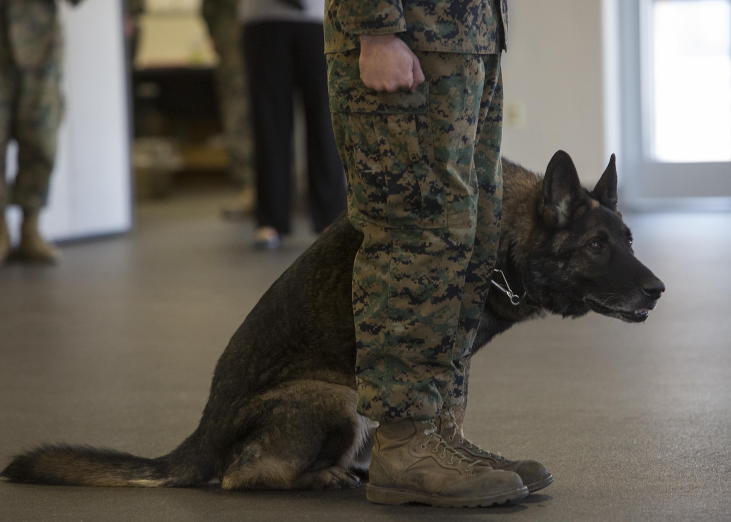 Military Working Dog Sirius, who served with 2nd Law Enforcement Battalion, anxiously observes his retirement ceremony at the Ashley Kennels at Camp Lejeune, N.C., Feb. 26, 2016. Sirius was adopted by the family of his former handler, Sgt. Joshua Ashley, who was killed while they were on patrol together in support of Operation Enduring Freedom in 2012. (U.S. Marine Corps Photo by Cpl. Michelle Reif/Released.)