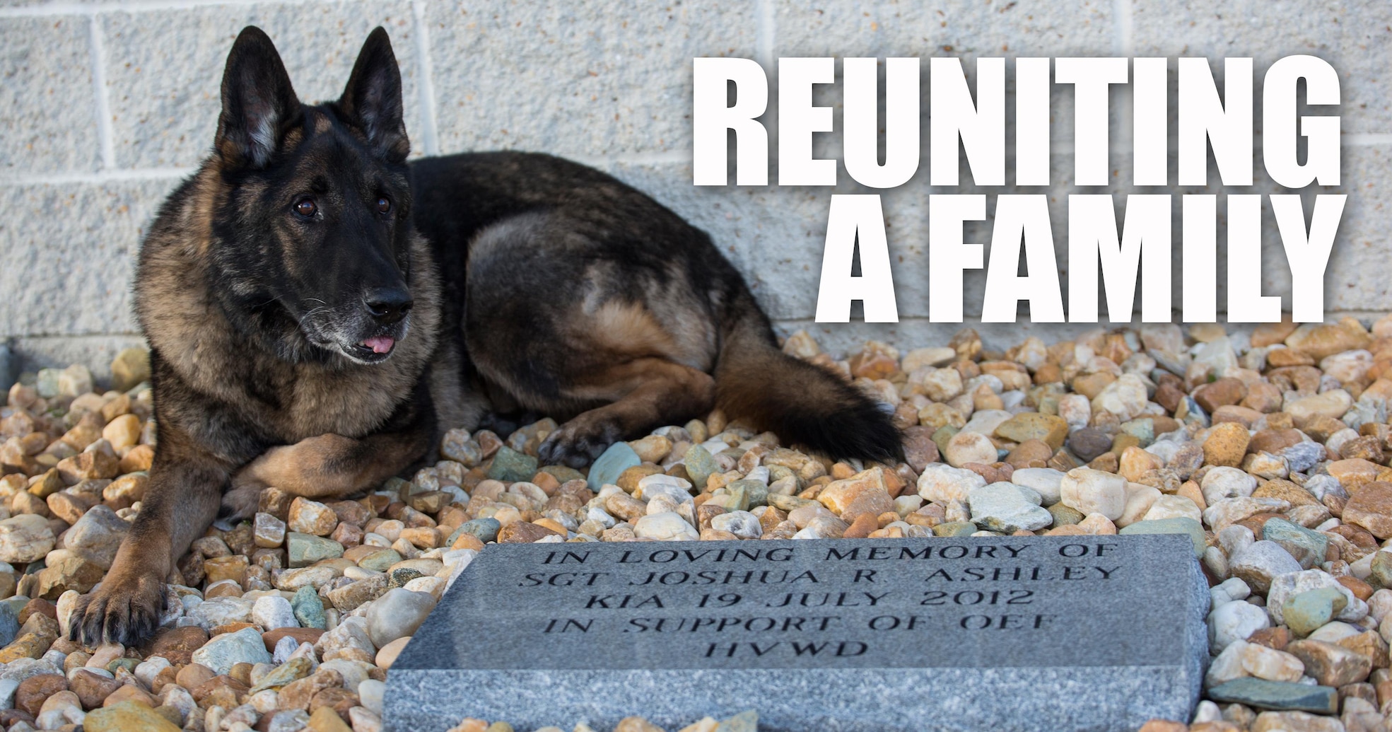 Military Working Dog Sirius sits near the memorial stone of his former handler, Sgt. Joshua Ashley, outside of 2nd Law Enforcement Battalion’s Ashley Kennels at Camp Lejeune, N.C., Feb. 25, 2016, shortly after his retirement ceremony and adoption. Sirius’ former handler, Sgt. Joshua Ashley, was killed while on patrol in 2012 in support of Operation Enduring Freedom. Ashley’s family adopted Sirius, in keeping with the fallen Marine’s wishes. (U.S. Marine Corps Photo by Cpl. Michelle Reif/Released.)