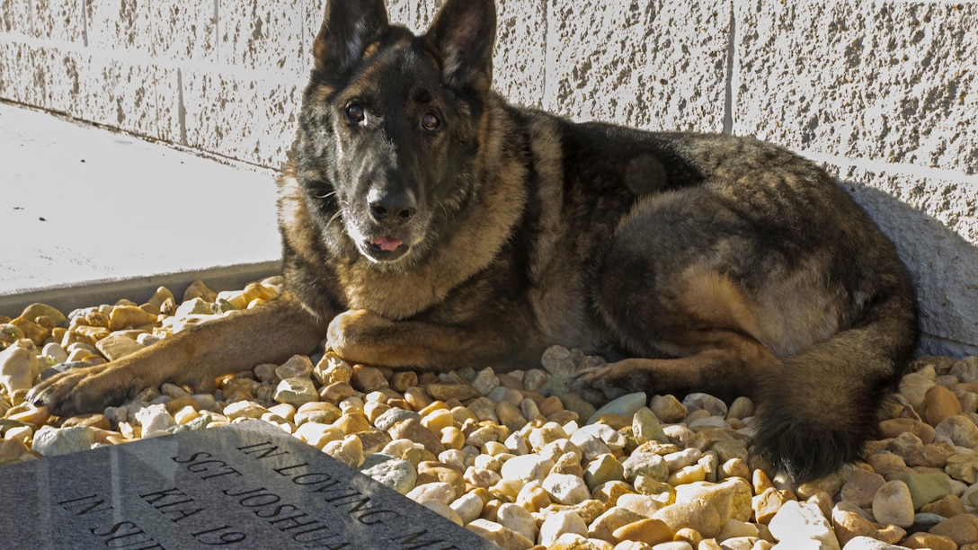 Military Working Dog Sirius sits near the memorial stone of his former handler, Sgt. Joshua Ashley, outside of 2nd Law Enforcement Battalion’s Ashley Kennels at Marine Corps Base Camp Lejeune, N.C., Feb. 25, 2016, shortly after his retirement ceremony and adoption. Sirius’ former handler, Sgt. Joshua Ashley, was killed while on patrol in 2012 in support of Operation Enduring Freedom. Ashley’s family adopted Sirius, in keeping with the fallen Marine’s wishes.