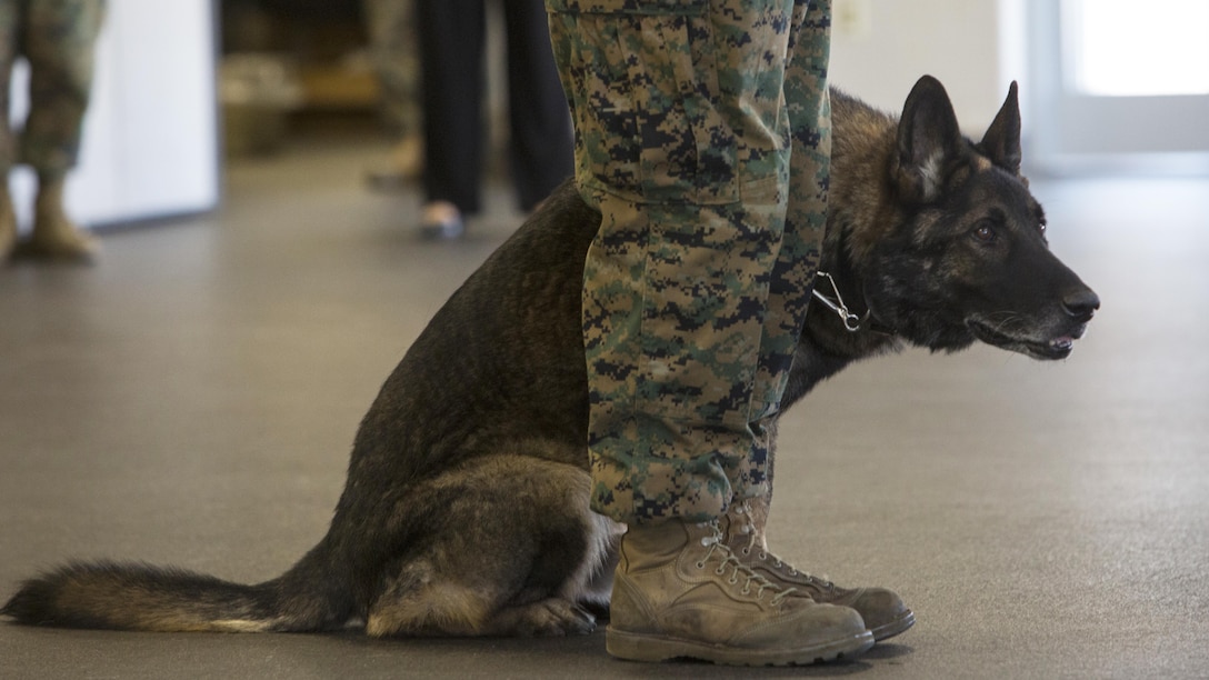 Military Working Dog Sirius, who served with 2nd Law Enforcement Battalion, anxiously observes his retirement ceremony at the Ashley Kennels at Marine Corps Base Camp Lejeune, N.C., Feb. 26, 2016. Sirius was adopted by the family of his former handler, Sgt. Joshua Ashley, who was killed while they were on patrol together in support of Operation Enduring Freedom in 2012.