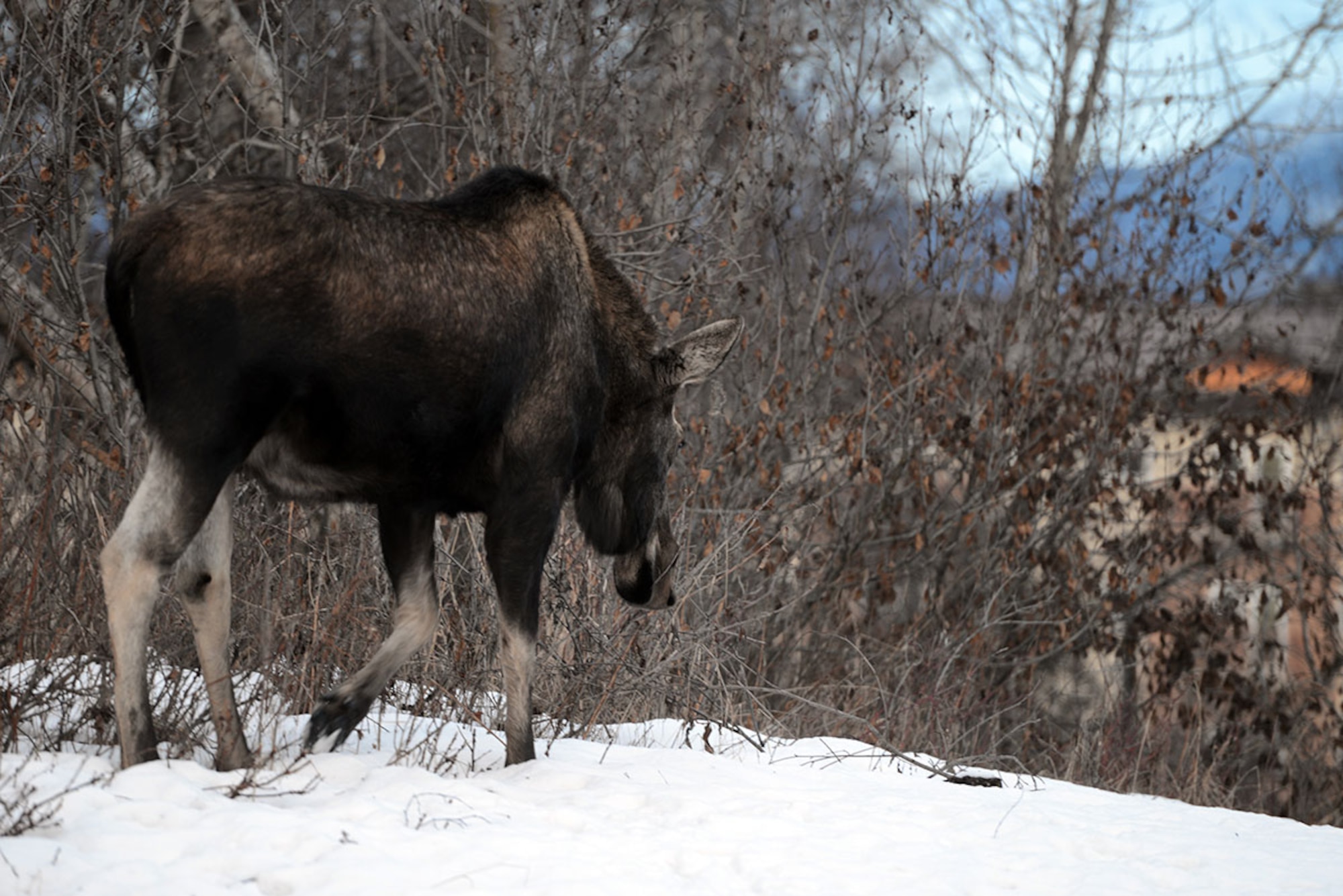 A moose walks toward the Yukla Hall dormitories on Joint base Elmendorf Richardson, Feb. 22, 2016. According to the conservation law enforcement agents on base, nuisance wildlife calls increase in the spring and summer. (U.S. Air Force photo by Airman 1st Class Javier Alvarez)