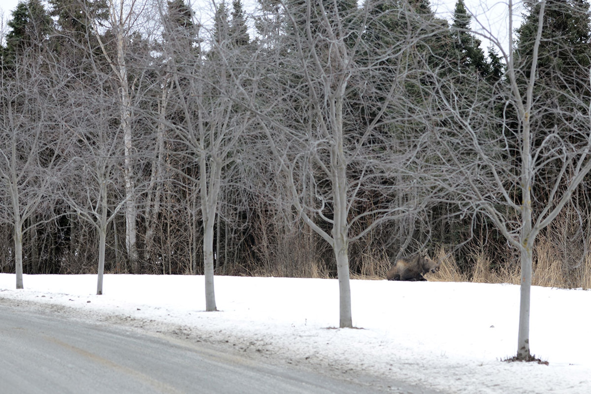 A moose rests near the Yukla Hall dormitories, on Joint Base Elmendorf-Richardson, Feb. 23, 2016. According to the Alaska Department of Fish and Game moose are not normally aggressive but they can be dangerous if provoked. (U.S. Air Force photo by Airman 1st Class Javier Alvarez)