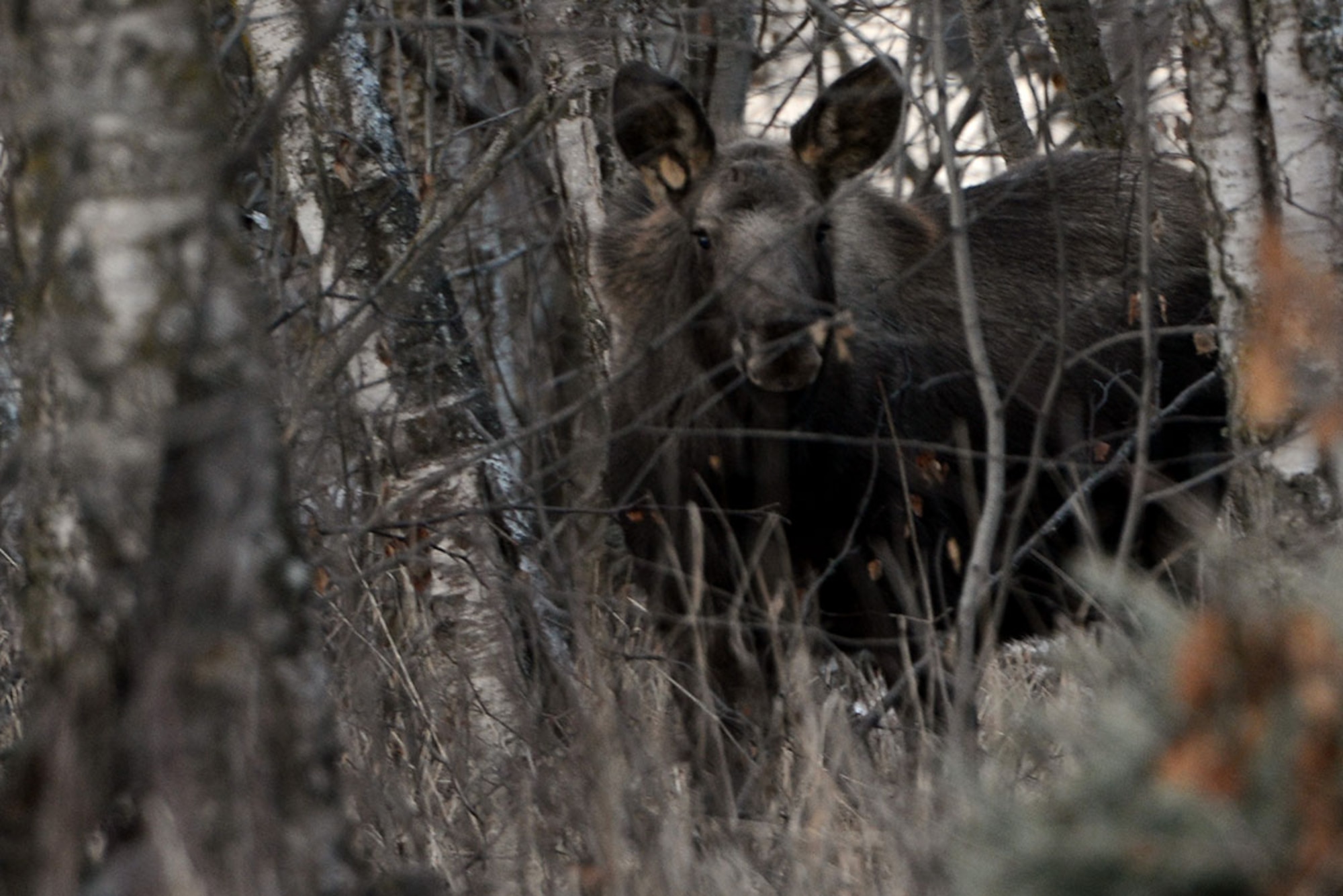 A moose calf grazes near the Yukla Hall dormitories on Joint base Elmendorf Richardson, Feb. 22, 2016. Due to the geographic nature of JBER and the high volume of wildlife, conservation law enforcement officers employ the help of active duty military members through the Military Conservation Agent program. (U.S. Air Force photo by Airman 1st Class Javier Alvarez)