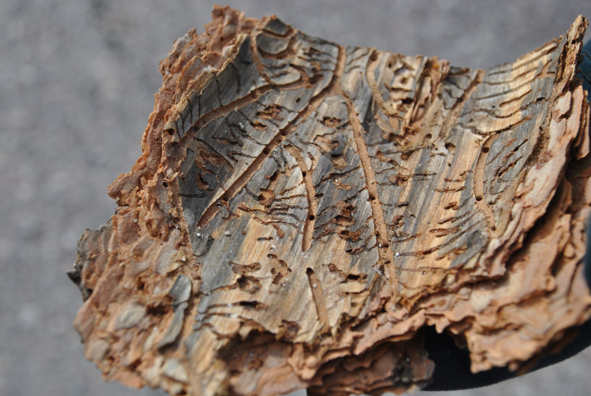 U.S. AIR FORCE ACADEMY, Colorado -- A piece of bark from a Ponderosa pine tree shows damage inflicted by ips beetles. (U.S. Air Force photo/Carole Chiles Fuller/released)