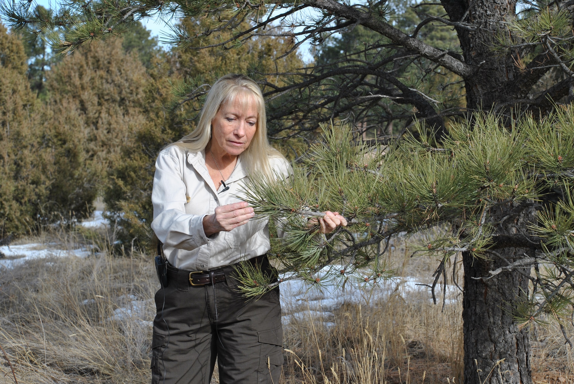 U.S. AIR FORCE ACADEMY, Colorado -- Natural Resource Manager Diane Strohm inspects a Ponderosa pine on Academy grounds. The general health of the trees will come into play in the spring when the ips beetle becomes active again. Healthy trees can fight off an infestation. (U.S. Air Force photo/Carole Chiles Fuller/released)