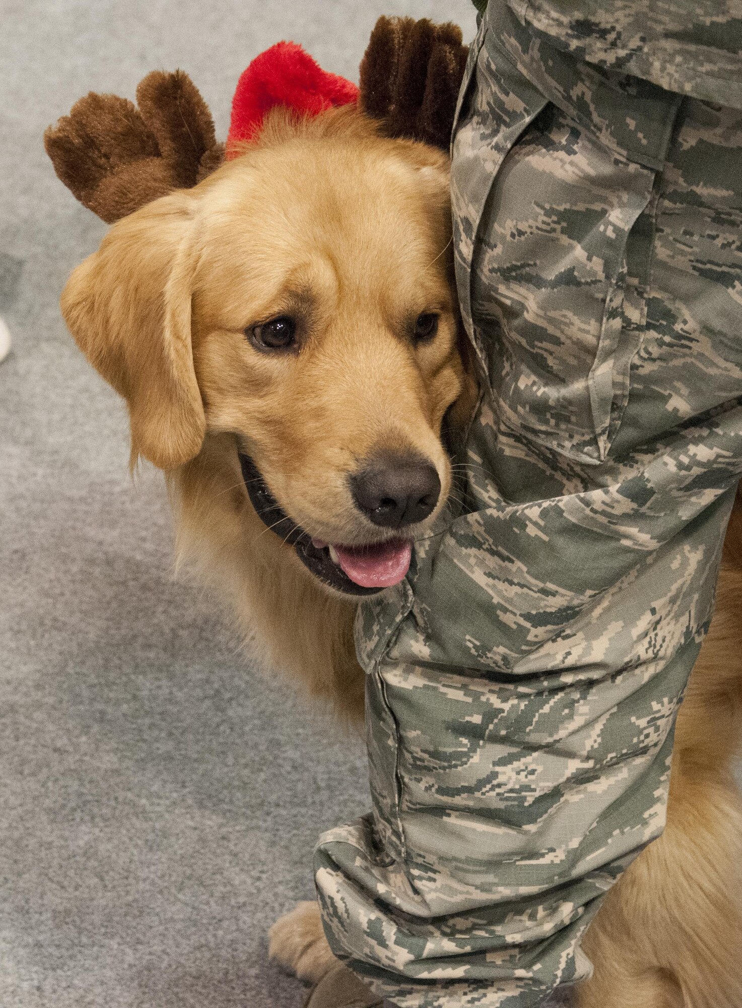 Zeke, dog of Staff Sgt. Ryan Hunt, 90th , looks around at the children playing at the 2015 Operation Provide Joy event Dec. 12, 2015, in the Fall Hall Community Center on F.E. Warren Air Force Base, Wyo. Zeke wore decorative antlers to fit in with the holiday theme of the event. (U.S. Air Force photo by Senior Airman Jason Wiese)
