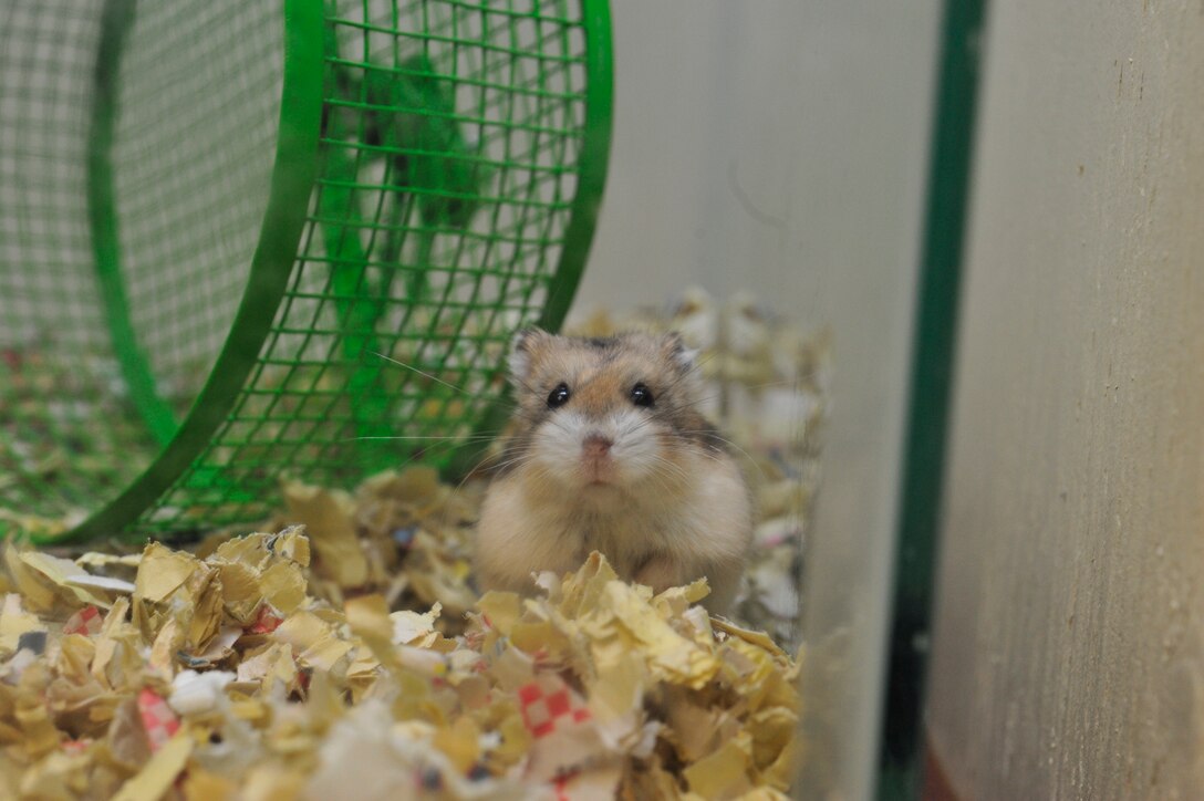 A Russian Dwarf Hamster is shown Jan. 5, 2016 in the Entomology building at Luke Air Force Base, Ariz. Pest Management, also known as entomology, manages the pest population at Luke. (U.S. Air Force photo by Senior Airman Grace Lee)