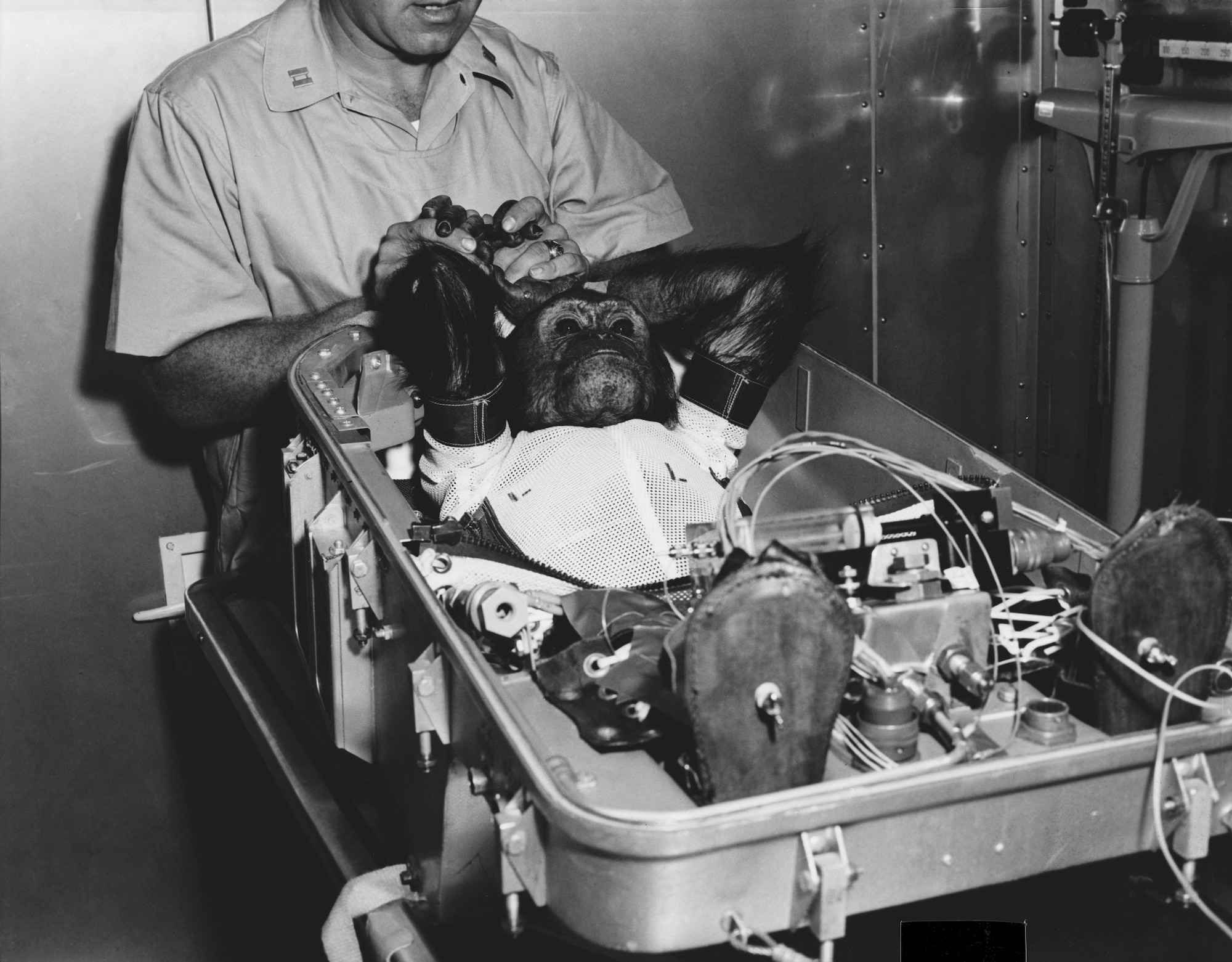 Chimpanzee Enos pictured wearing a spacesuit and lying in his flight couch as a handler holds his hands on Nov. 29,1961. He is being prepared for insertion into the Mercury-Atlas 5 (MA-5) capsule. (Courtsey Photo from NASA)
