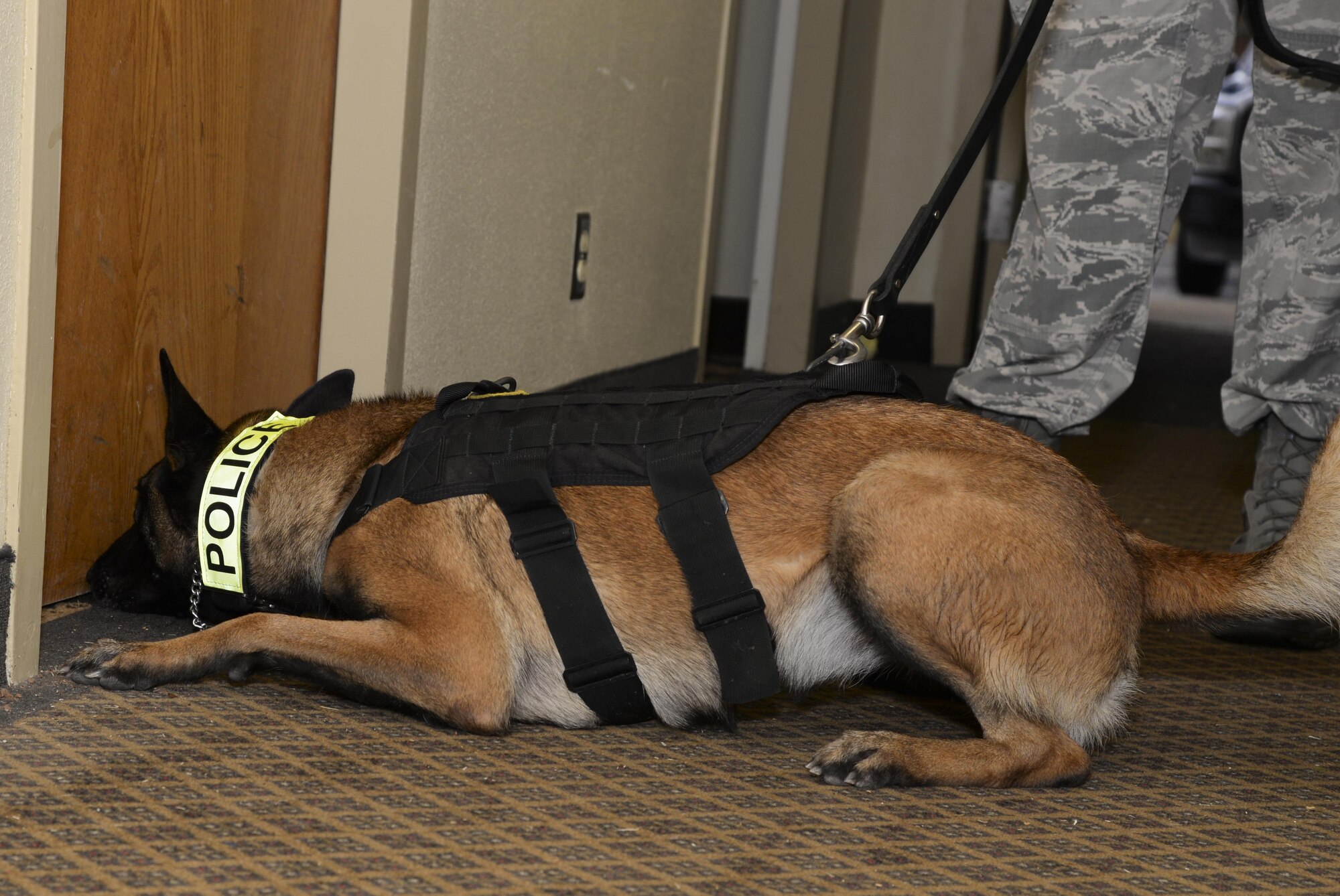 Vvelma, 2nd Security Forces Squadron military working dog, sniffs a door seam during a detection exercise at Barksdale Air Force Base, La., Dec. 21, 2015. Handlers encourage their dogs to inspect areas of interest for narcotics, booby traps and explosives. (U.S. Air Force photo/Senior Airman Amanda Morris)