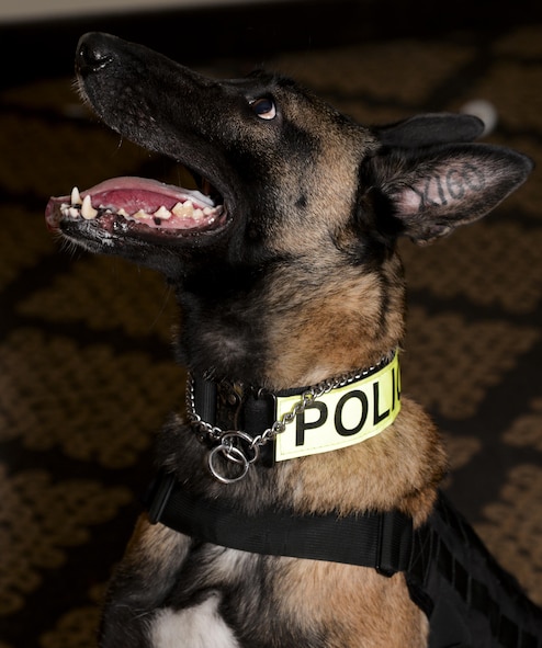Velma, 2nd Security Forces Squadron military working dog, waits for a command from her handler during a detection exercise at Barksdale Air Force Base, La., Dec. 21, 2015. Handler and dog teams enhance law enforcement, psychological deterrence, explosive and narcotic detection, bomb threat response and U.S. Secret Service support. (U.S. Air Force photo/Senior Airman Amanda Morris)