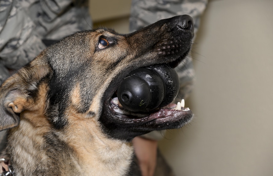 Aura, 2nd Security Forces Squadron military working dog, chews on a toy after successfully completing detection training at Barksdale Air Force Base, La., Dec. 21, 2015. With less than a week on station, Aura had the opportunity to complete her first run-through of training. (U.S. Air Force photo/Senior Airman Amanda Morris)
