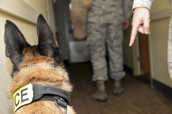 Vvelma, 2nd Security Forces Squadron military working dog, waits for a command from her handler during bite training at Barksdale Air Force Base, La., Dec. 21, 2015.  Military working dogs must learn the basic building blocks of obedience before moving on in training. When a dog’s adrenaline kicks in it is important for her to obey her handlers commands in order to prevent any unnecessary harm. (U.S. Air Force photo/Senior Airman Amanda Morris)