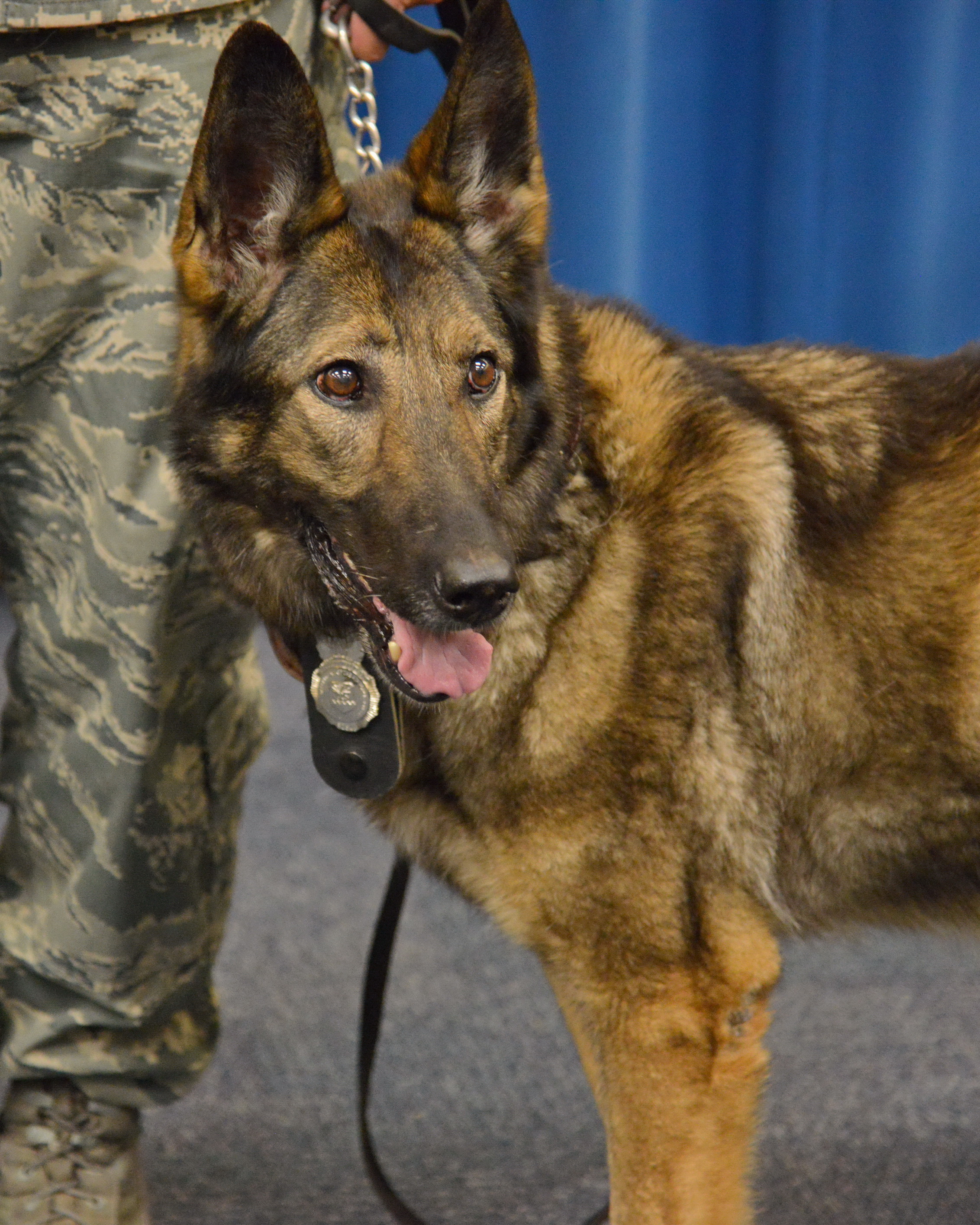 Retired shop german shepherd