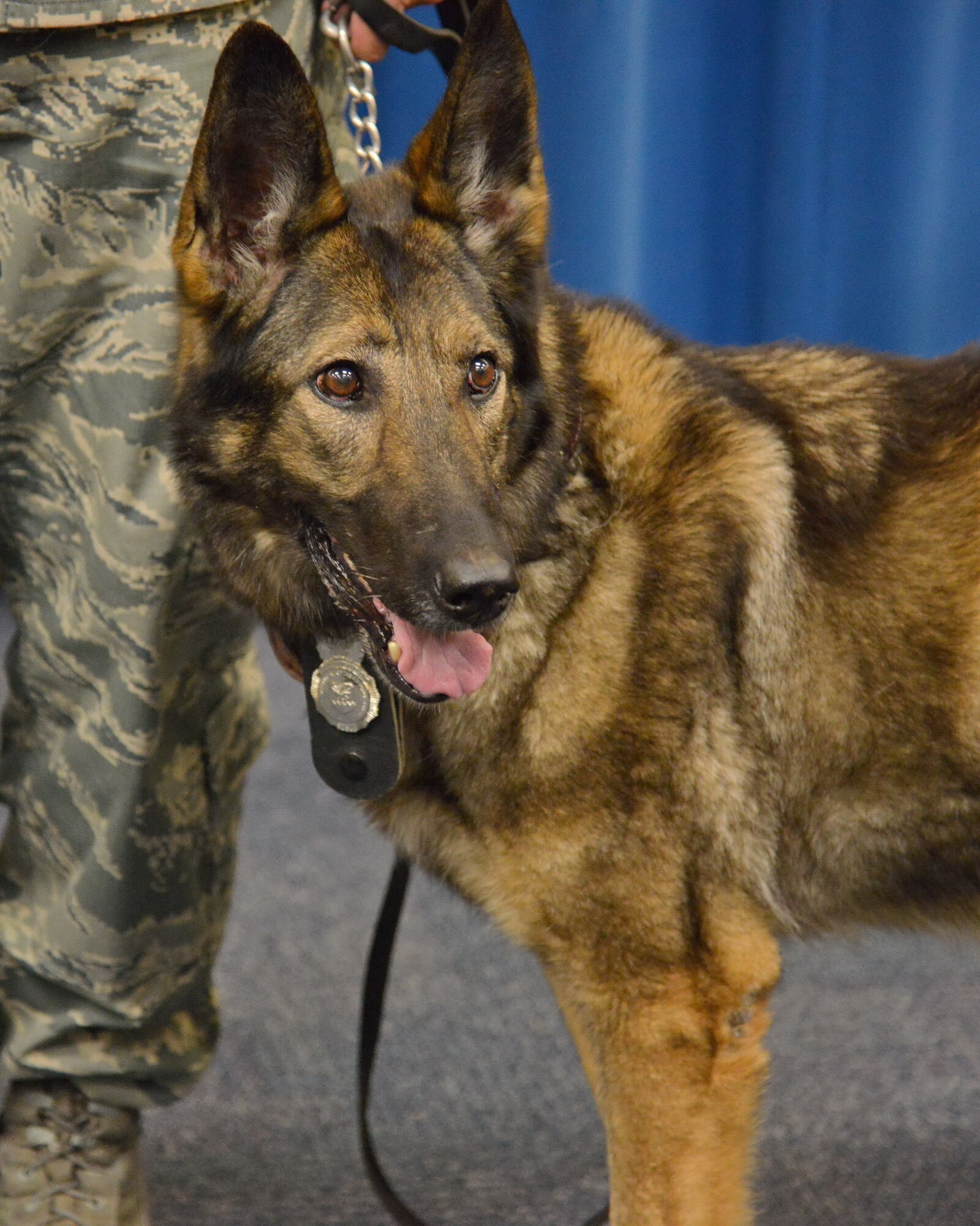 Alea, a 10-year-old German shepherd, was retired after working in the Air Force for eight years. Alea took part in more than 30 combat missions in Afghanistan, where she uncovered four heroin labs and $7 million of illegal narcotics.  (Photo by Jamie Burnett)