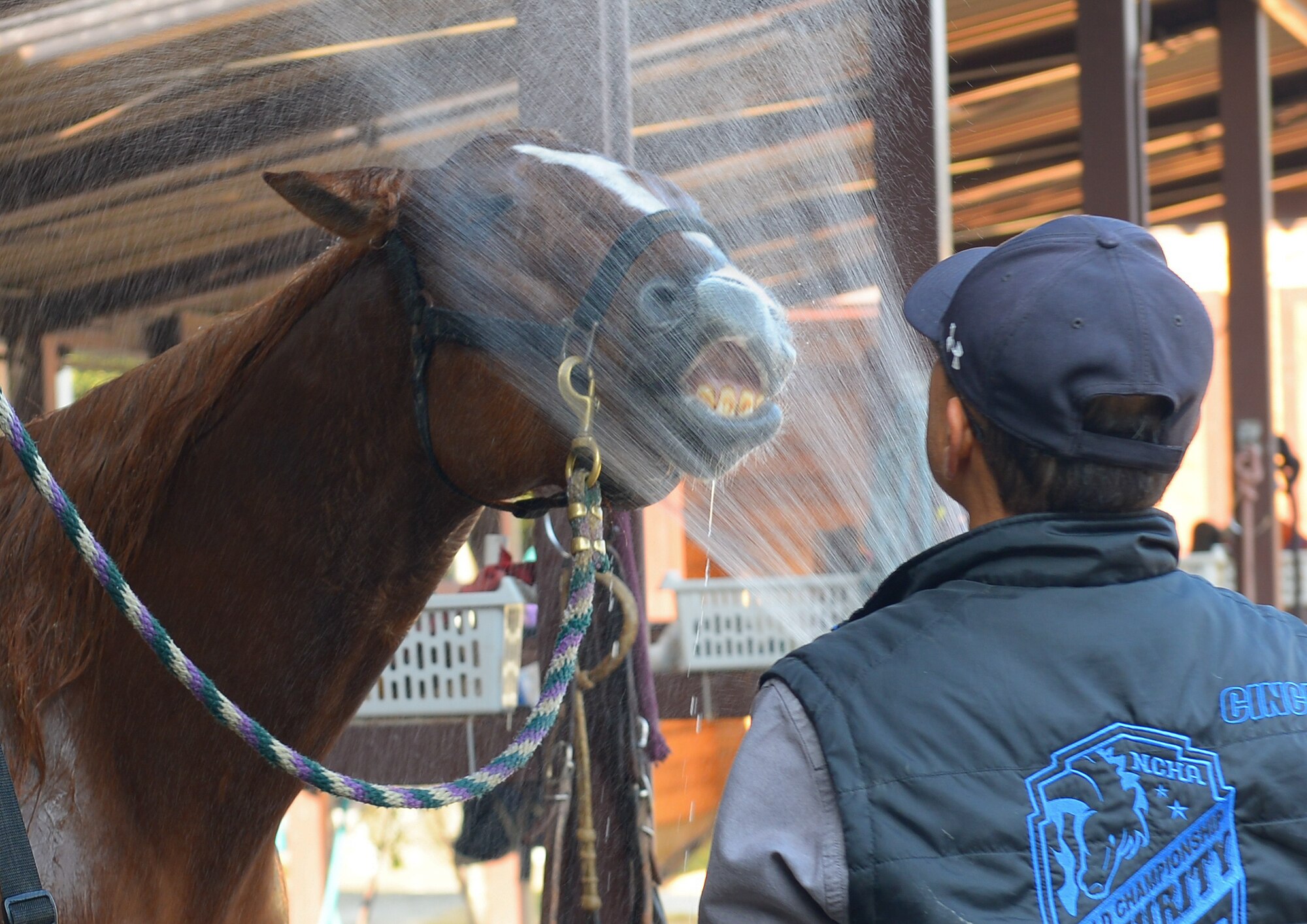 Kaoru Sasaki, a customer at Tama Stables, gives a bath to Dual Stene, a horse at Tama Hills, Japan, Dec. 16, 2015. Tama stables provides military personnel and their families with the opportunity to relax in the company of horses. (U.S. Air Force photo by Airman 1st Class Elizabeth Baker/Released)