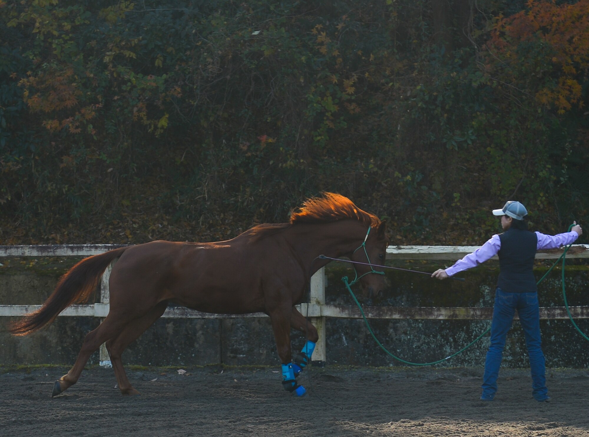 Mieko Yamashita, a customer at Tama Stables, practices training Gallo, a horse at Tama Hills, Japan, Dec. 16, 2015. Customers at Tama hills can enjoy a quiet trail ride, learn to train horses or take lessons in English and Western style riding. (U.S. Air Force photo by Airman 1st Class Elizabeth Baker/Released)