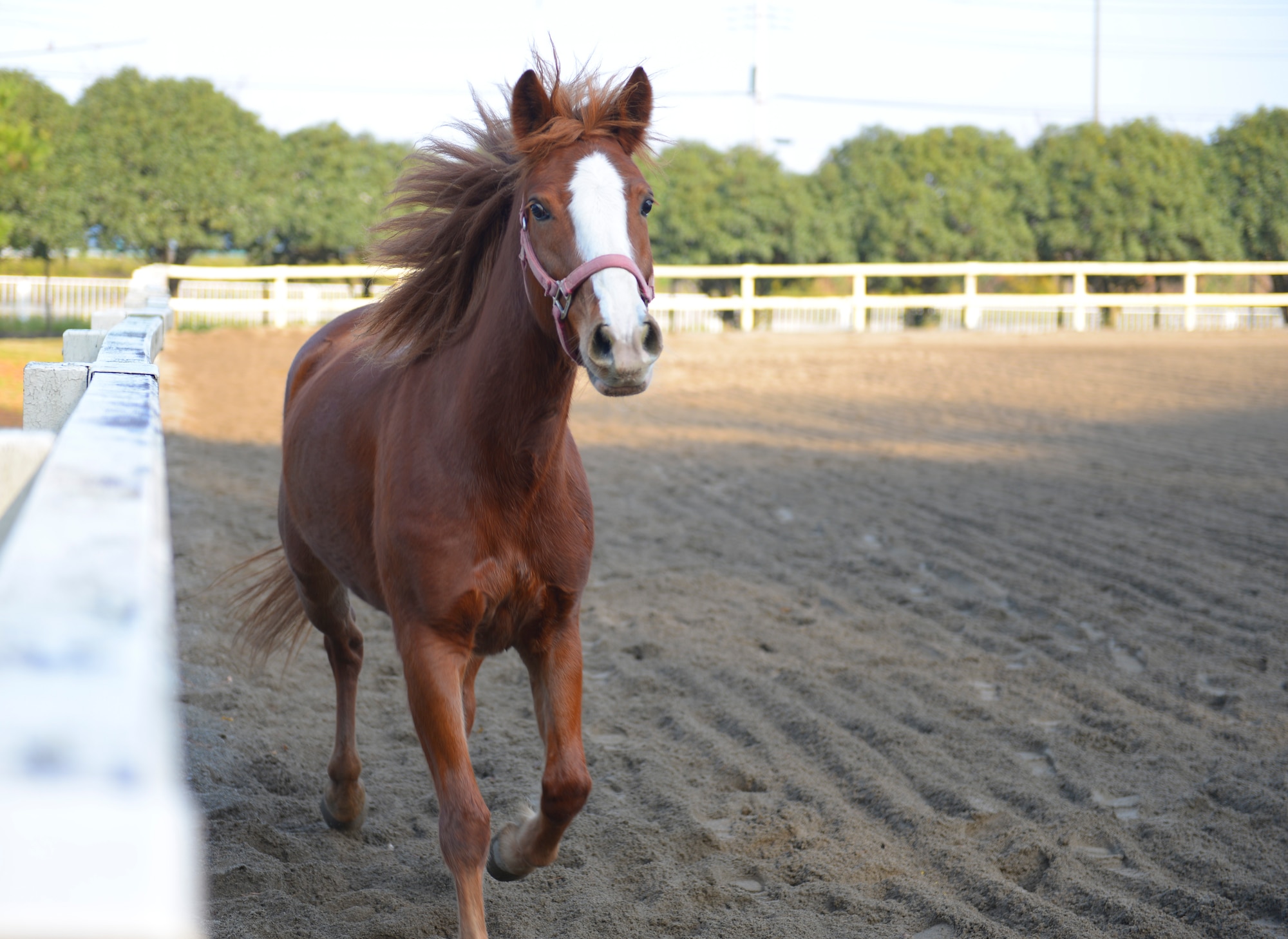 Fairy Bell, a horse at Tama Stables, runs in the paddock at Tama Hills, Japan, Dec. 16, 2015. Each of the horses at Tama Stables are regularly groomed and allowed to roam in the paddocks for exercise. (U.S. Air Force photo by Airman 1st Class Elizabeth Baker/Released)