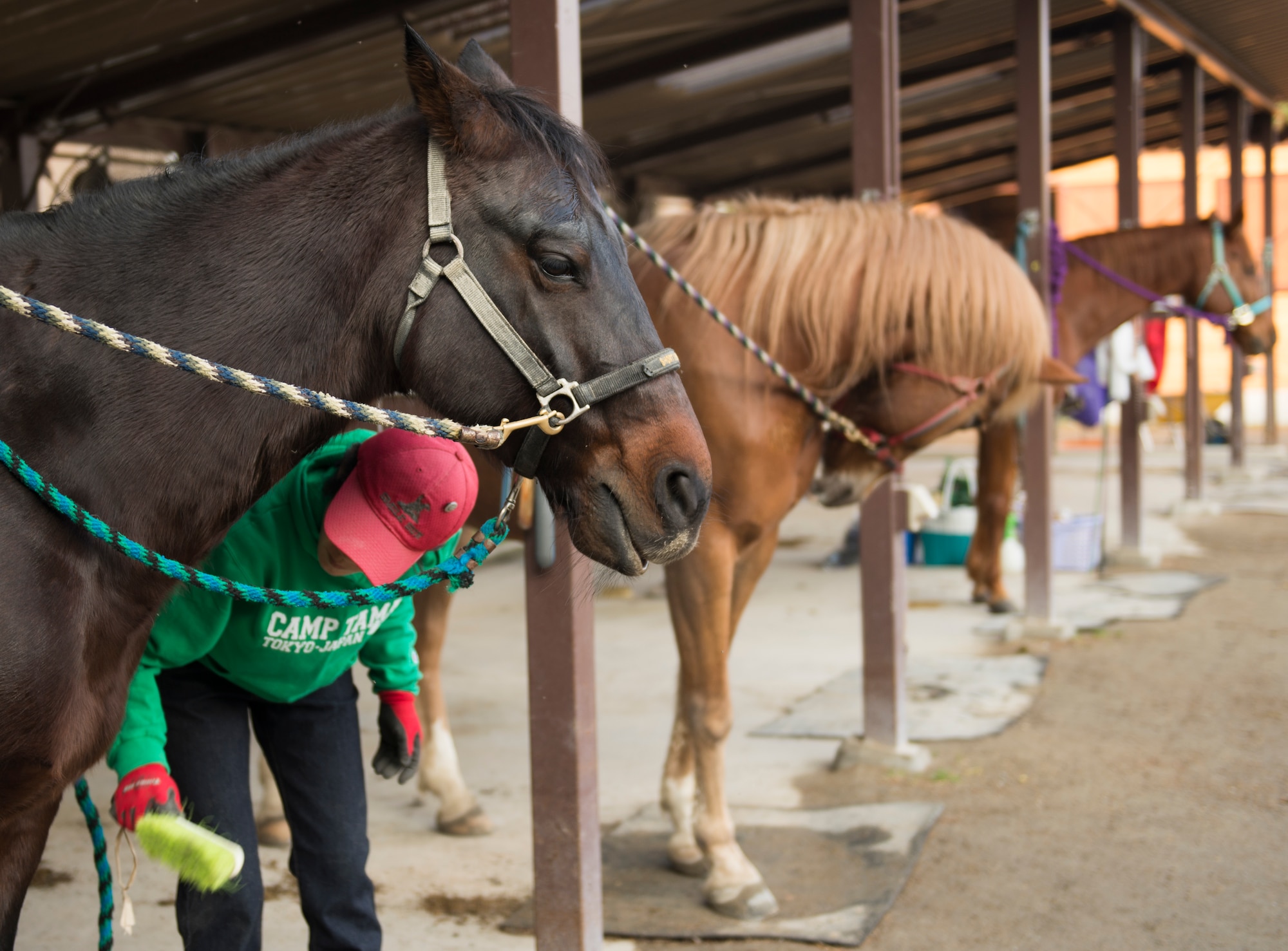 Hisae Kosuge, Tama Stables stable hand, grooms Dutch, one of the horses at Tama Hills, Japan, Dec. 16, 2015. The 19 horses housed at Tama Stables are suitable for a range of customer experience levels and includes ponies for children. (U.S. Air Force photo by Airman 1st Class Elizabeth Baker/Released)