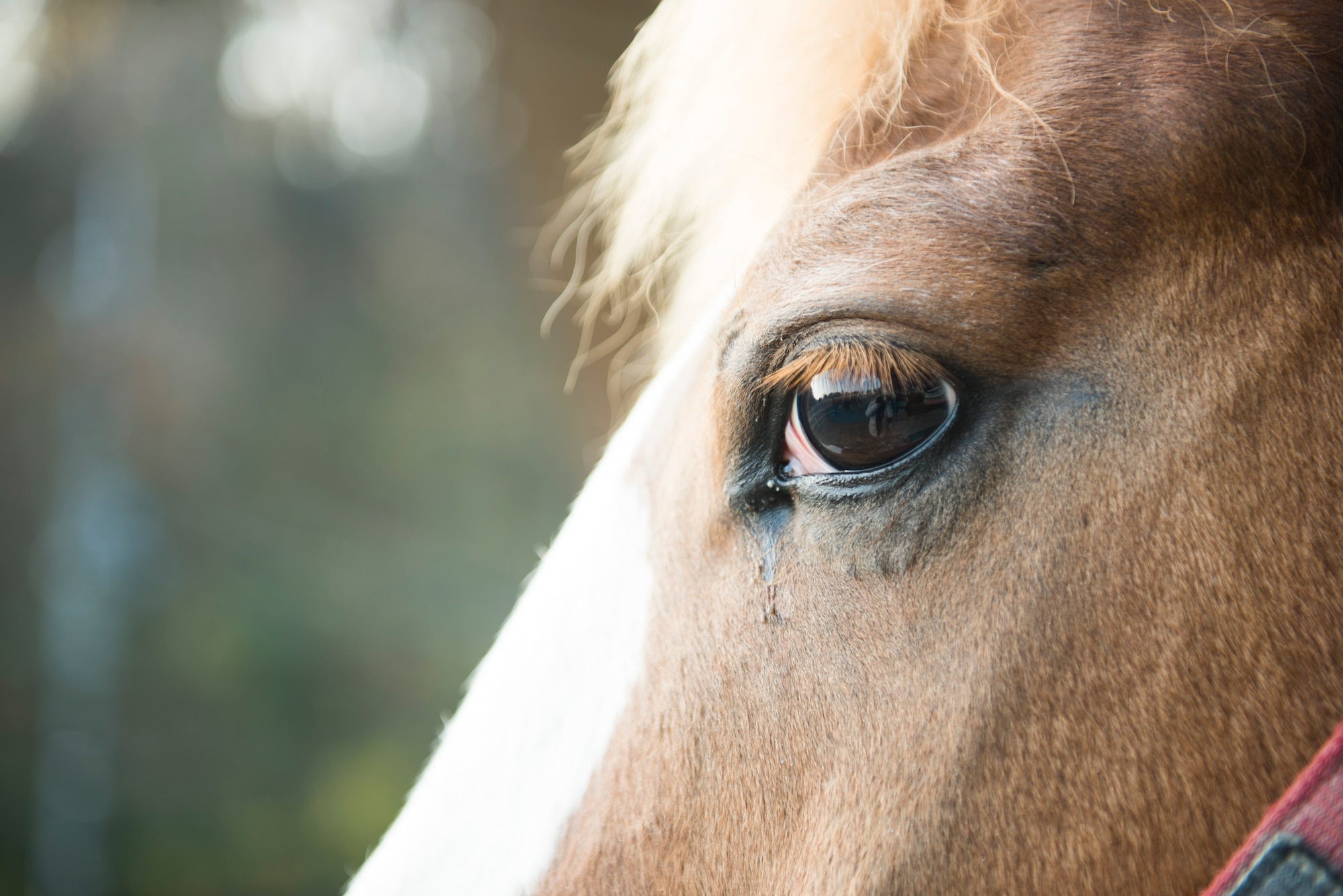 Fairy Bell, a horse at Tama Stables, waits for her turn in the paddock at Tama Hills, Japan, Dec. 16, 2015. Each of the horses at Tama Stables are regularly groomed and allowed to roam in the paddocks for exercise. (U.S. Air Force photo by Airman 1st Class Elizabeth Baker/Released)