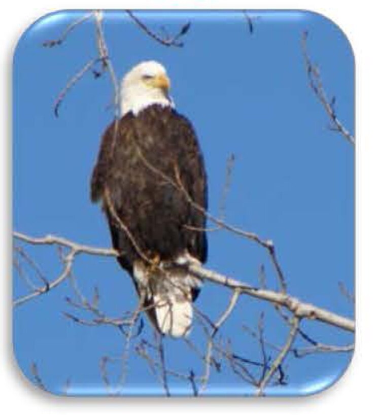 Eagle sits high on a branch overlooking Gavins Point. 