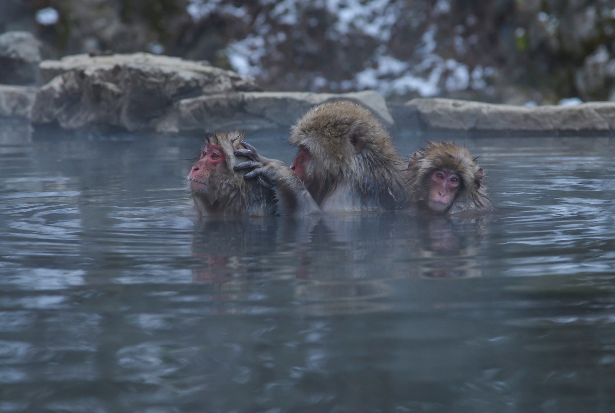 Japanese macaque monkeys groom each other while bathing in a hot spring in Jigokudani Yaen-koen, Nagano, Japan, Dec. 26, 2015. These monkeys bathe in the springs to protect themselves from the extreme cold during the winter months. (U.S. Air Force photo by Senior Airman David Owsianka/Released)
