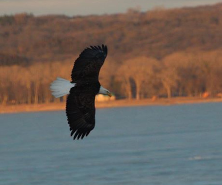 An eagle glides over the Missouri river near Gavins Point Dam. 