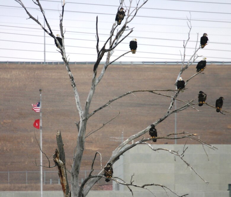 Eagles adorn the landscape at Omaha District landscapes. 