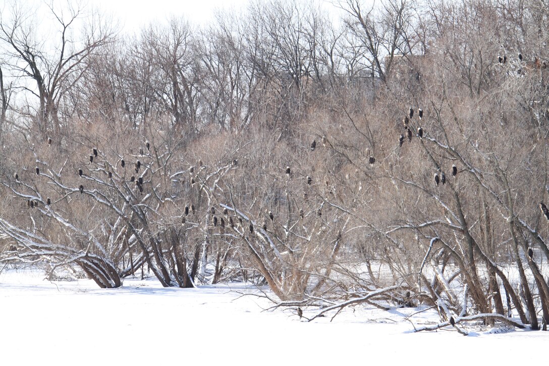 A gathering of adult and juvenile bald ealges rosting in the trees below Locks and Dam 15 on the Mississippi River in Rock Island, Illinois, in January 2015.