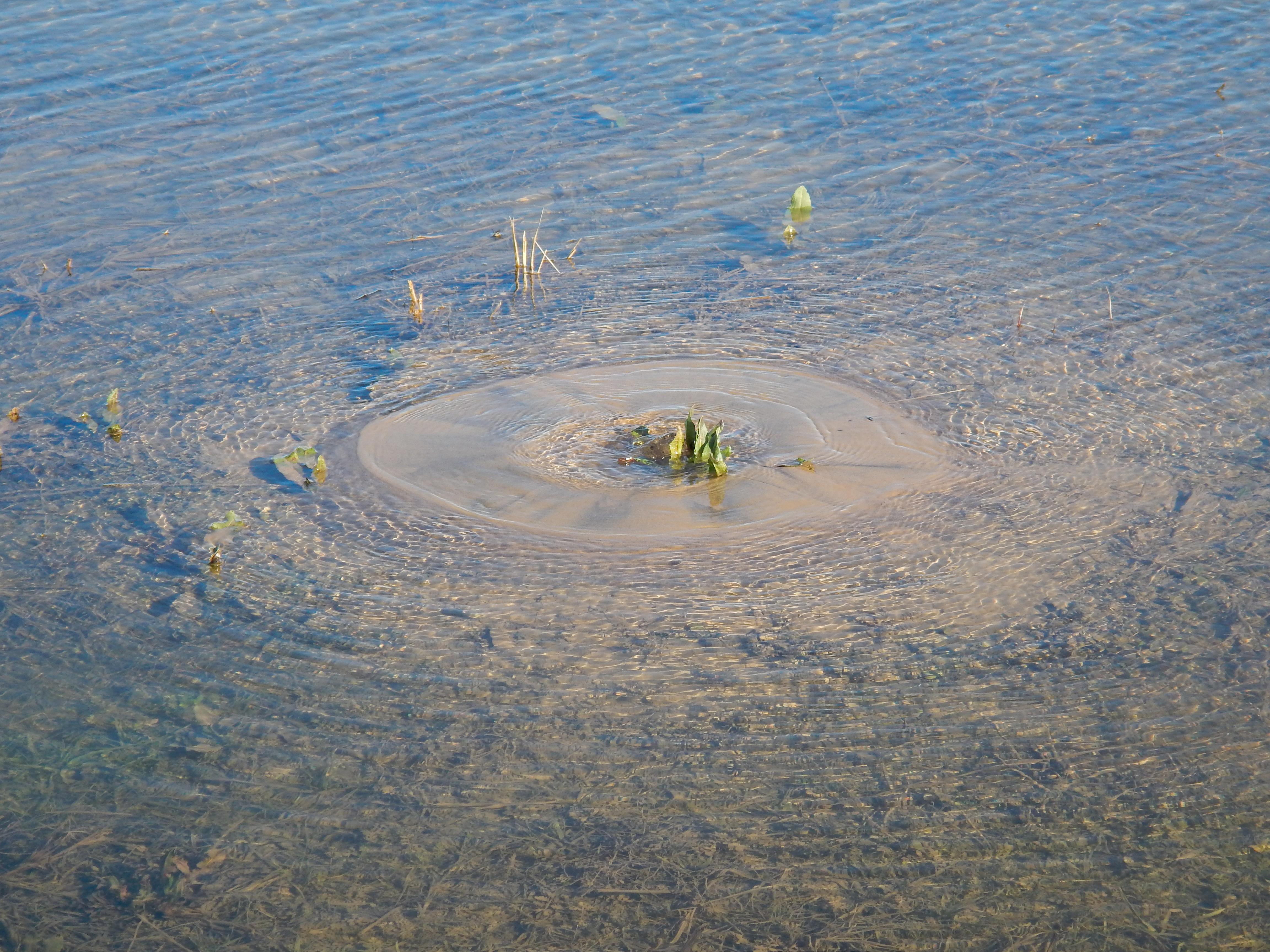 Sand boils observed during recent floods