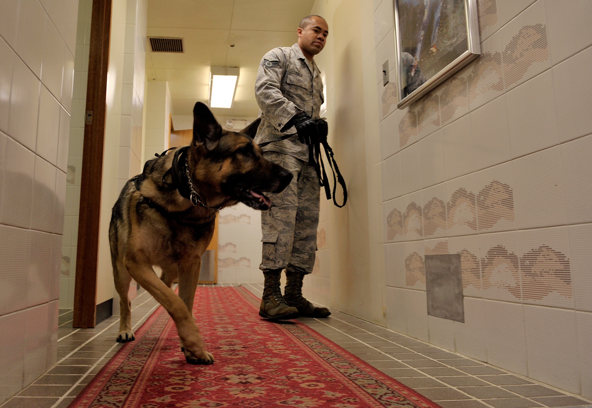 Aly, 18th Security Forces Squadron military working dog, searches a hallway for hidden potential threats during K-9 detection training at the Kadena Youth Center, Jan. 13, 2016, at Kadena Air Base, Japan. The MWD handlers work side-by-side with their dogs to provide base security as well as search vehicles for illegal drugs and explosives. (U.S. Air Force photo by Naoto Anazawa)