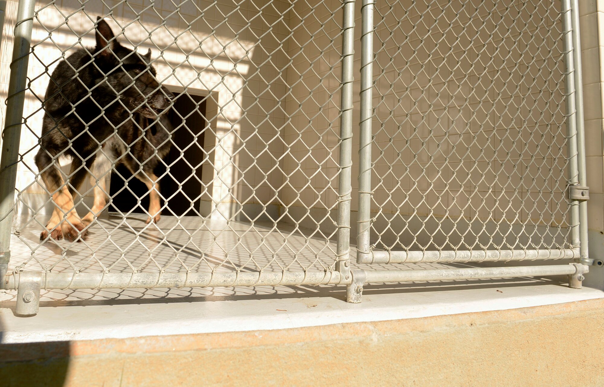 Military working dog handlers provide proper shelter and nourishment for MWDs assigned to Shaw Air Force Base, S.C., Jan. 12, 2016. The average retirement age for a MWD is 10 years and once retired the MWD has two paths it can take; return to Joint Base San Antonio-Lackland, Texas, to assist in the training of new handlers, or adoption. (U.S. Air Force photo by Airman 1st Class Christopher Maldonado)