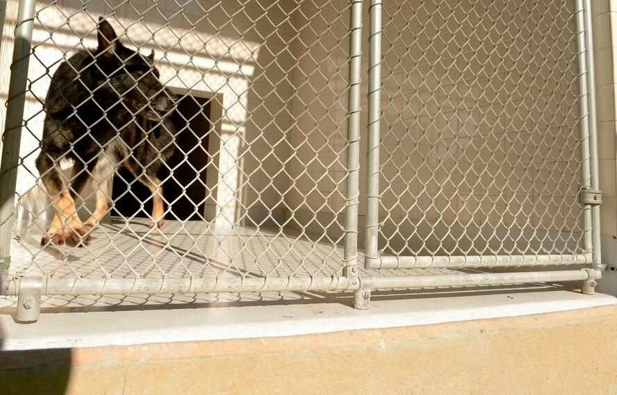 Military working dog handlers provide proper shelter and nourishment for MWDs assigned to Shaw Air Force Base, S.C., Jan. 12, 2016. The average retirement age for a MWD is 10 years and once retired the MWD has two paths it can take; return to Joint Base San Antonio-Lackland, Texas, to assist in the training of new handlers, or adoption. (U.S. Air Force photo by Airman 1st Class Christopher Maldonado)