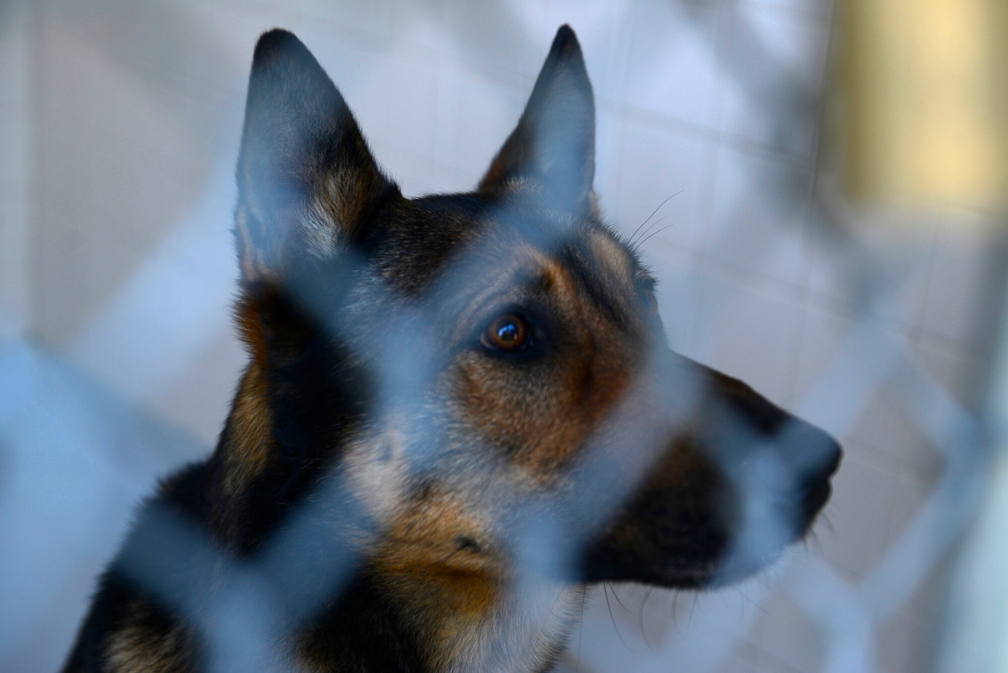 Military working dogs remain in kennels until it is time to aid their handler in performing security patrols and searching for and detecting explosives and narcotics at Shaw Air Force Base, S.C., Jan. 12, 2016. MWDs and handlers must undergo a patrol certification test before moving on to advanced patrol and detection training. (U.S. Air Force photo by Airman 1st Class Christopher Maldonado)  