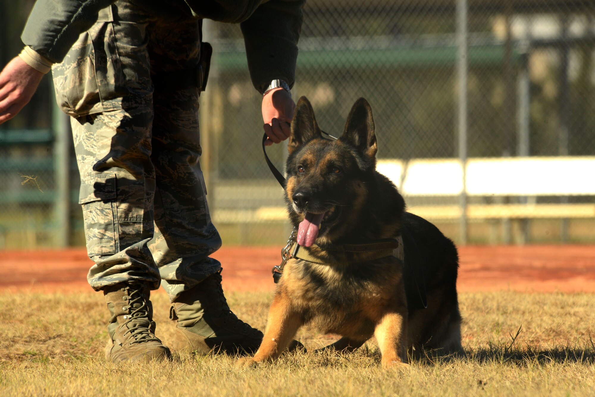 An Air Force military working dog handler gives the “heel” command to military working dog Marky at a softball field on Shaw Air Force Base, S.C., 2016. The U.S. Air Force sends all military working dogs to Joint Base San Antonio-Lackland, Texas, for fundamental training. (U.S. Air Force photo by Airman 1st Class Christopher Maldonado)