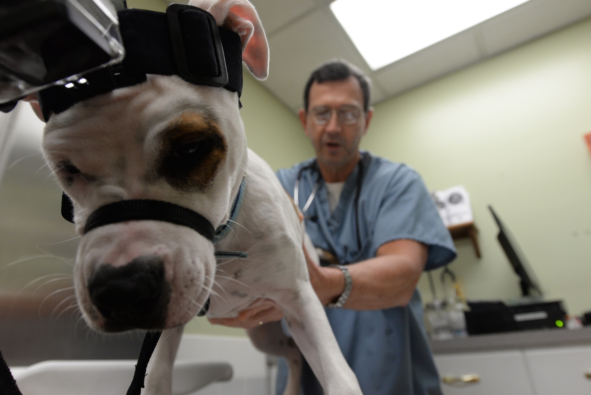 Dr. Andrew Bradley, Maxwell Veterinary Clinic veterinarian, provides a routine check-up for Chief Master Sgt. Elizabeth Carty’s, 42d Air Base Wing Public Affairs superintendent, dog Gus at the Maxwell Veterinary Clinic Oct. 3, 2015, at Maxwell Air Force Base, Alabama. A routine check-up includes examining temperature, pulse and basic vitals as well as lymph nodes and joints. The veterinary clinic also offers flea, tick and heartworm preventatives as needed. (U.S. Air Force photo illustration by Airman 1st Class Alexa Culbert) 